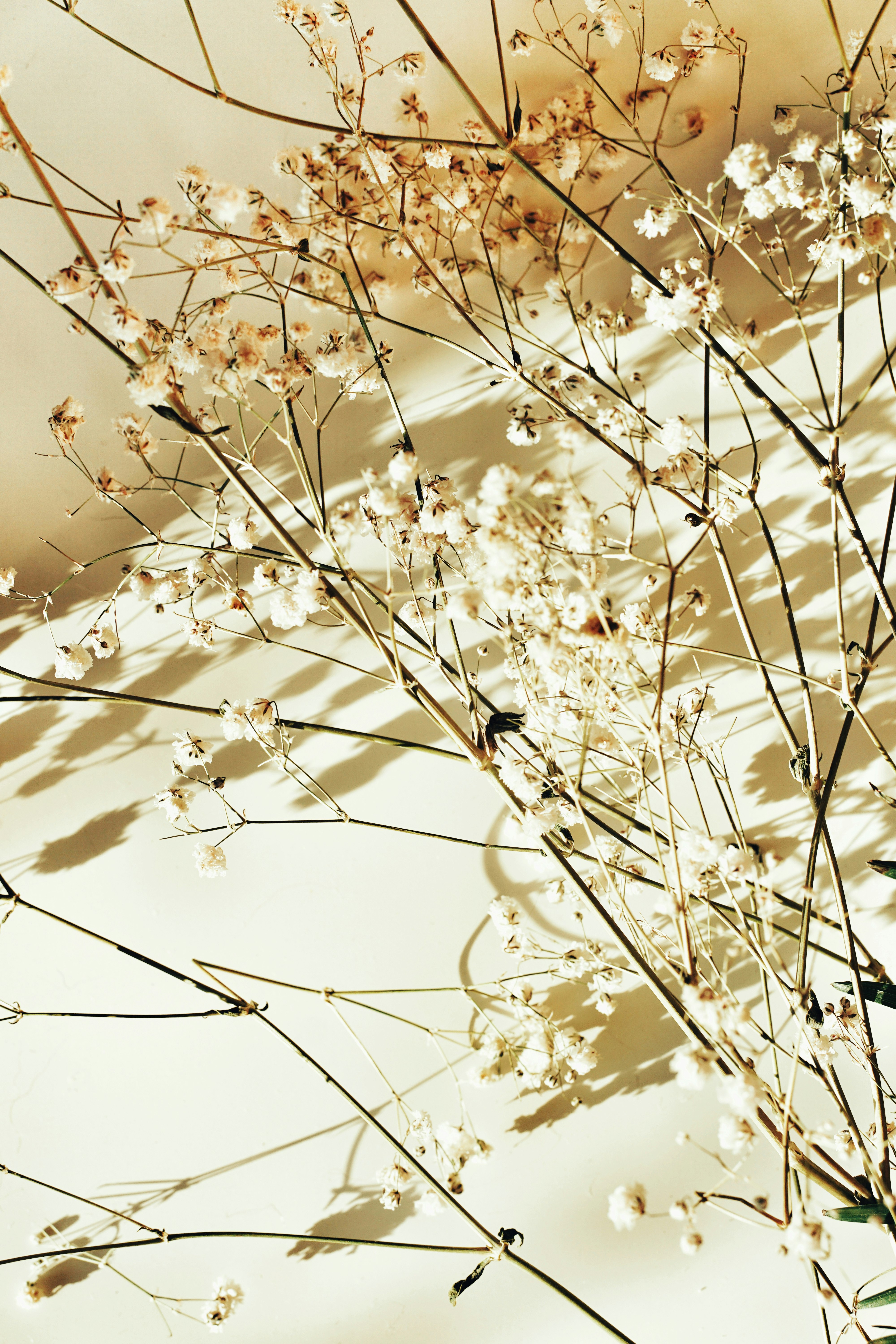 white flowers in close up photography